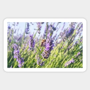 Honey Bee on Lavender Sticker